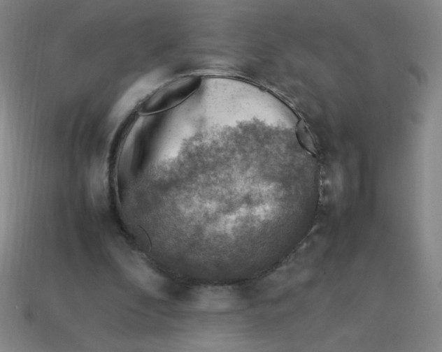 X0000113780296200910211211