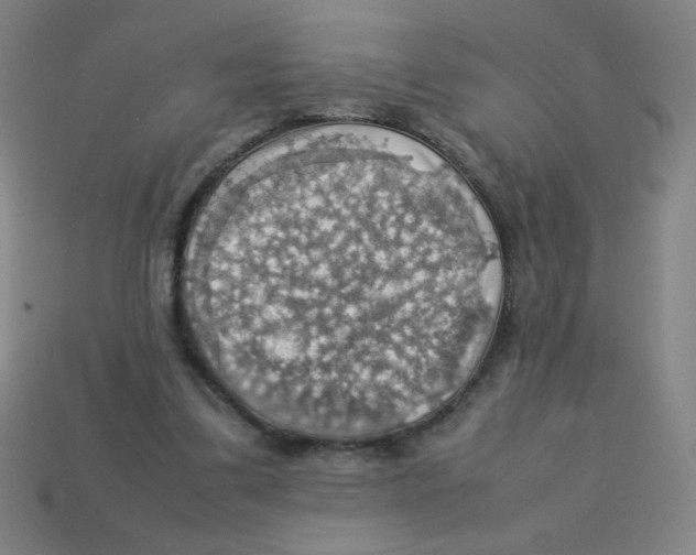 X0000113780299200910211211