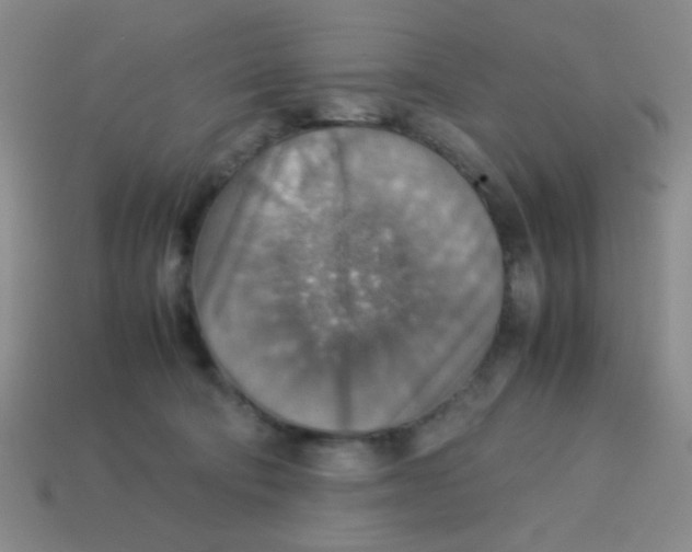 X0000113780322200910211211