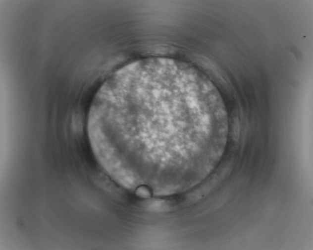 X0000113780326200910211211