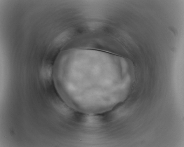 X0000113780336200910211211