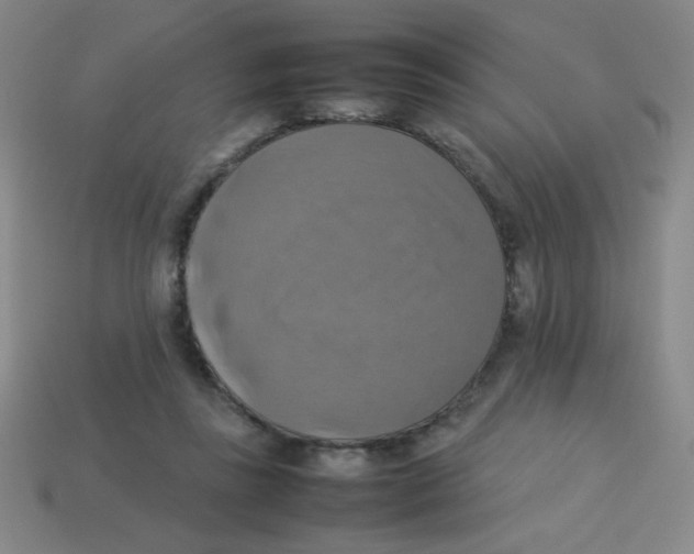 X0000113780355200910211210
