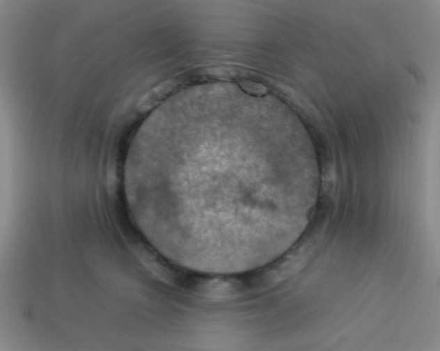 X0000113780566200910211208