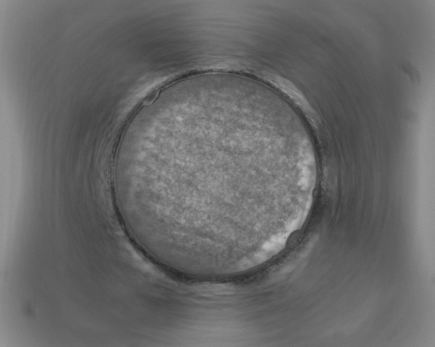 X0000113780577200910211207