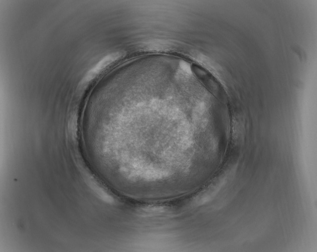 X0000113780581200910211207