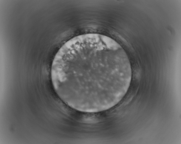 X0000113780661200910211207
