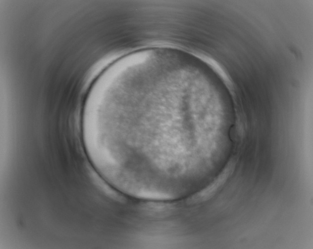 X0000113780910200910211202