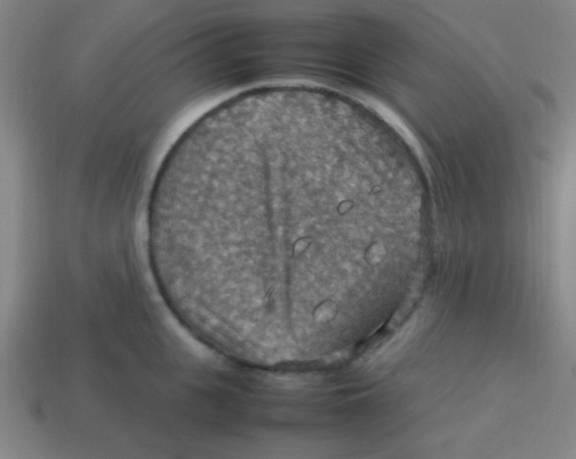 X0000113780951200910211202