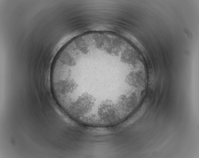 X0000113780986200910211201