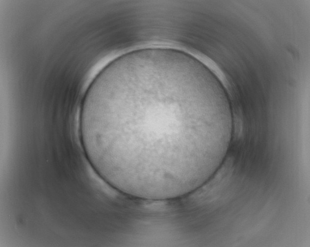 X0000113781006200910211201