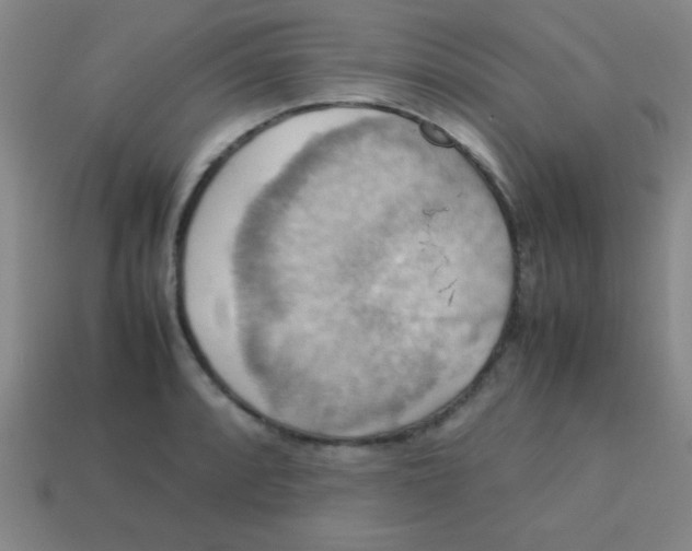 X0000113781088200910211200