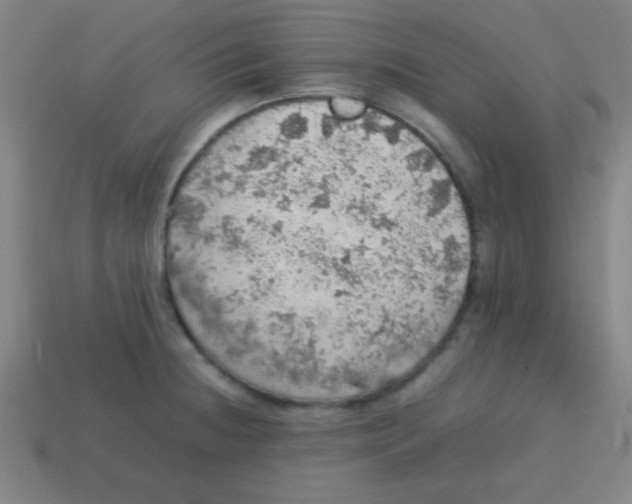 X0000113781236200910211158