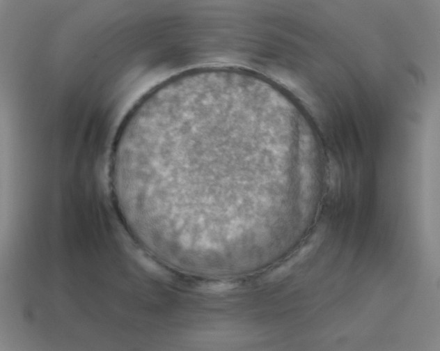 X0000113781278200910211158