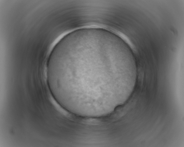 X0000113781476200910211155