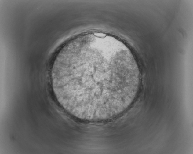 X0000113781496200910211154