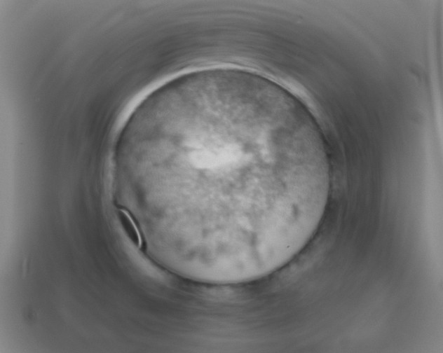 X0000113781524200910211155