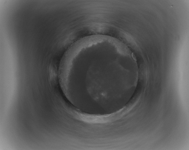 X0000113850040200909241256