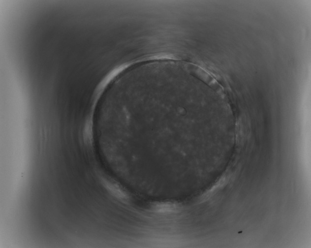 X0000113850200200909241254