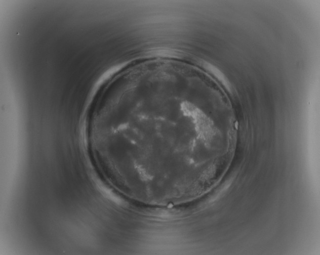 X0000113850987200909241244