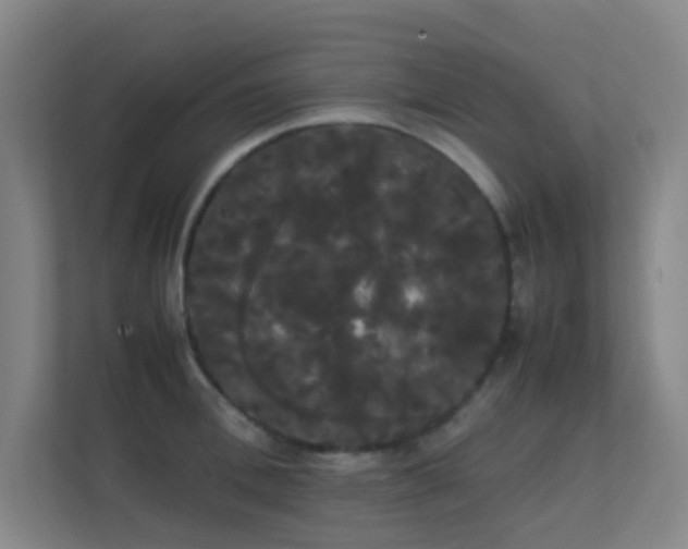 X0000113850996200909241244