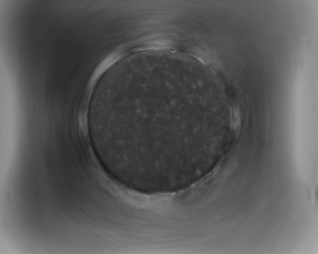 X0000113850004200910011010