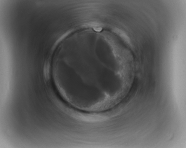 X0000113850012200910011010