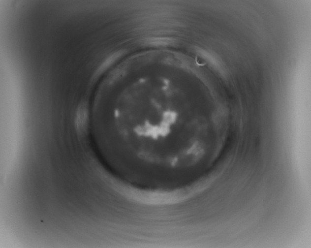 X0000113850016200910011010