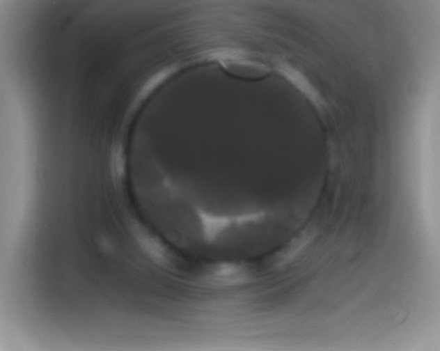 X0000113850060200910011009