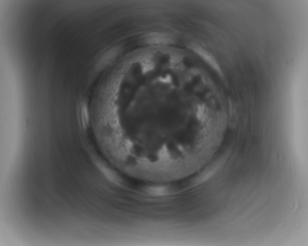 X0000113850061200910011009