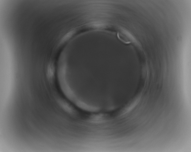 X0000113850072200910011009