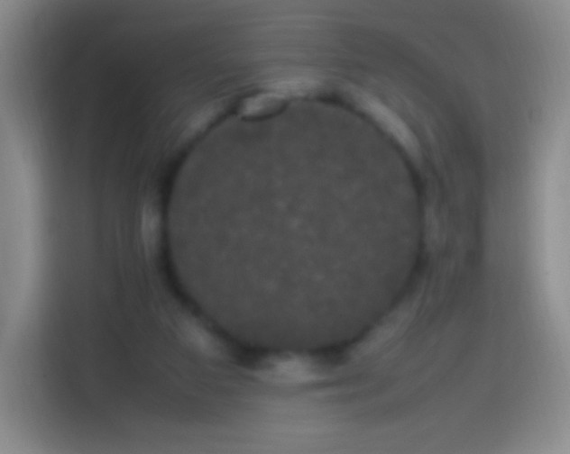 X0000113850113200910011008