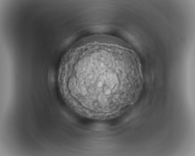 X0000113850115200910011008