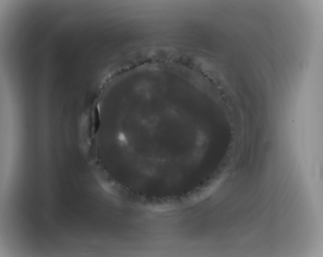 X0000113850144200910011008