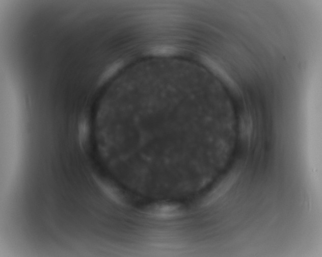 X0000113850208200910011007