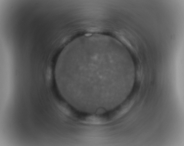 X0000113850211200910011007