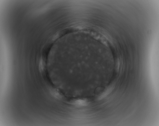 X0000113850236200910011007