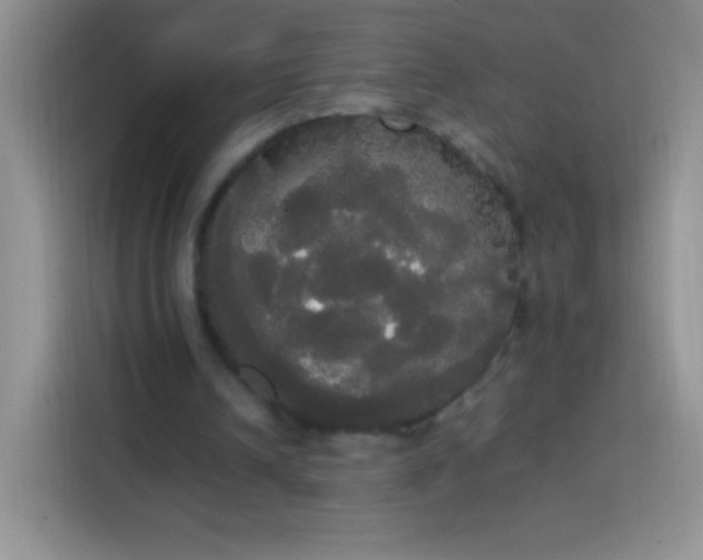 X0000113850242200910011006