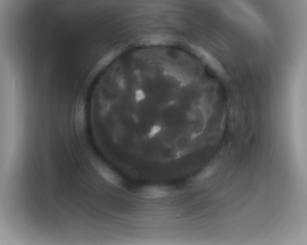 X0000113850250200910011006