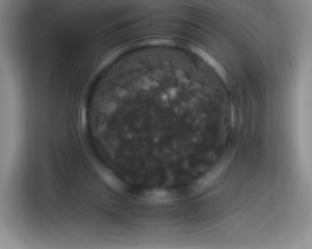 X0000113850253200910011006