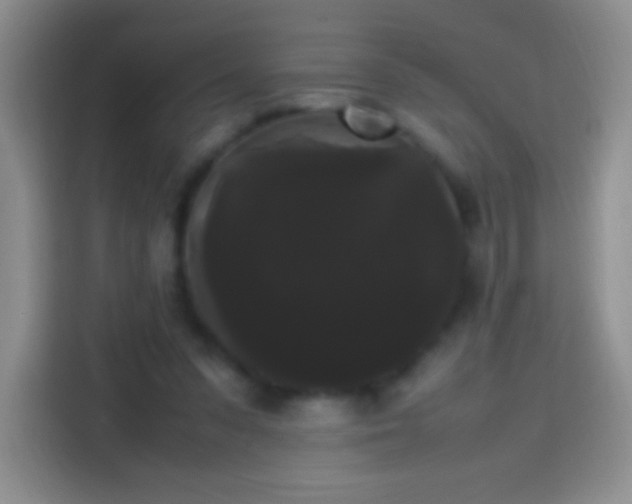 X0000113850303200910011006