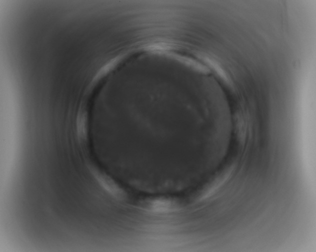 X0000113850400200910011005