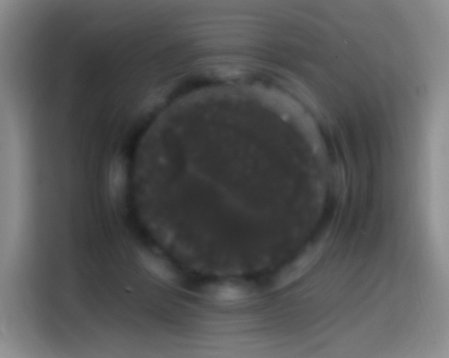 X0000113850412200910011005