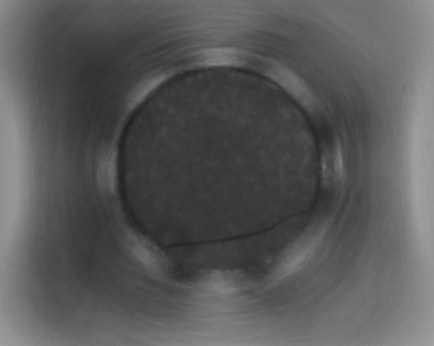 X0000113850436200910011004