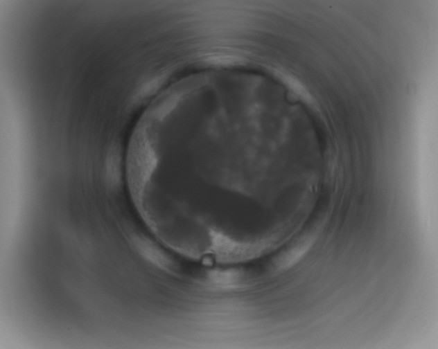 X0000113850450200910011004