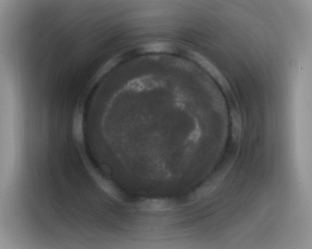 X0000113850482200910011004