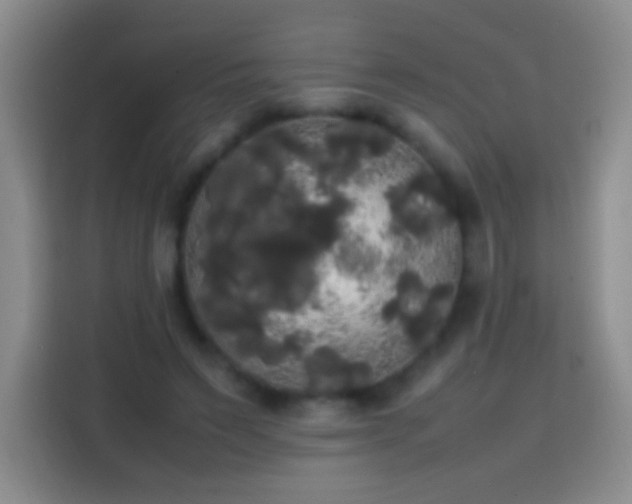 X0000113850495200910011004