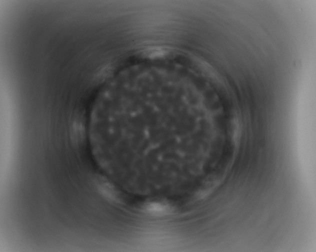 X0000113850510200910011003