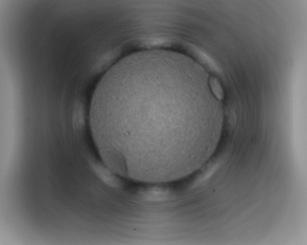 X0000113850546200910011003