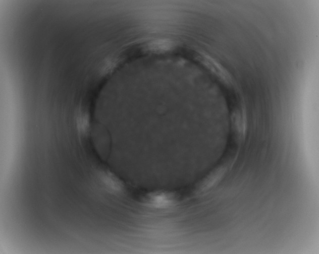 X0000113850564200910011003