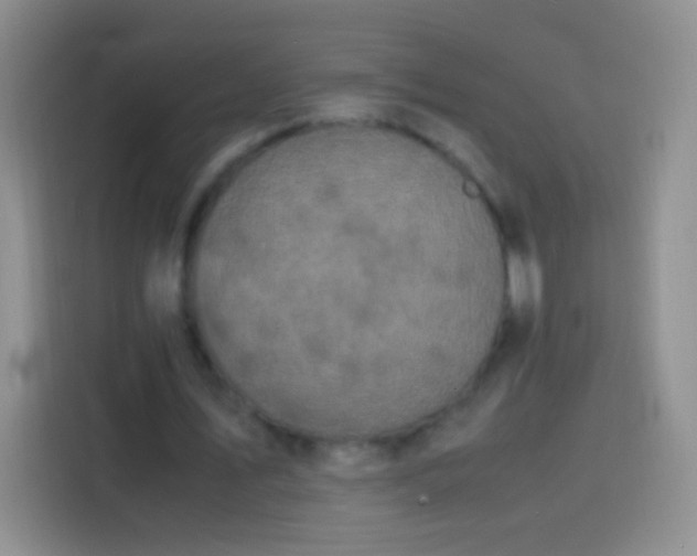 X0000113850579200910011002